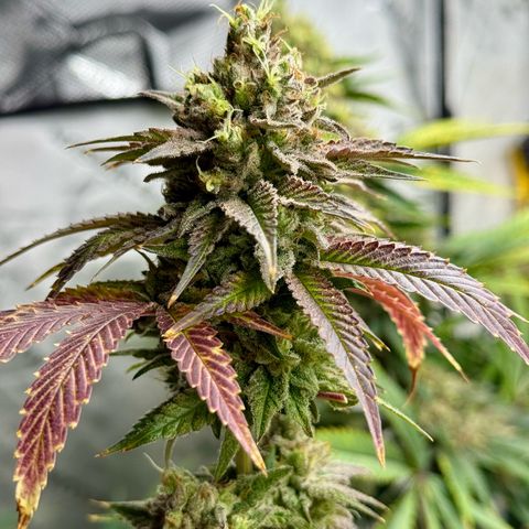 Black Jack growlog timeline photo