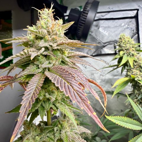 Black Jack growlog timeline photo