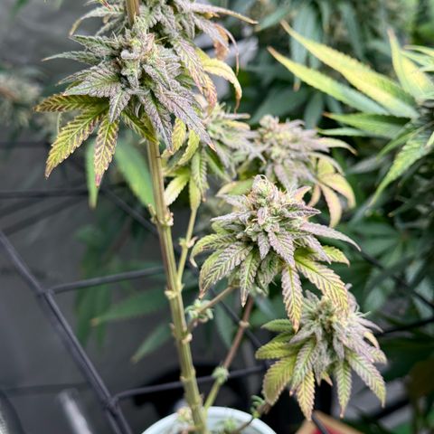 Black Jack growlog timeline photo