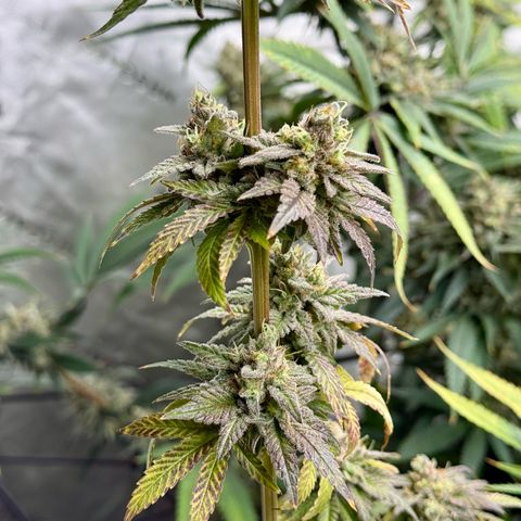 Black Jack growlog timeline photo