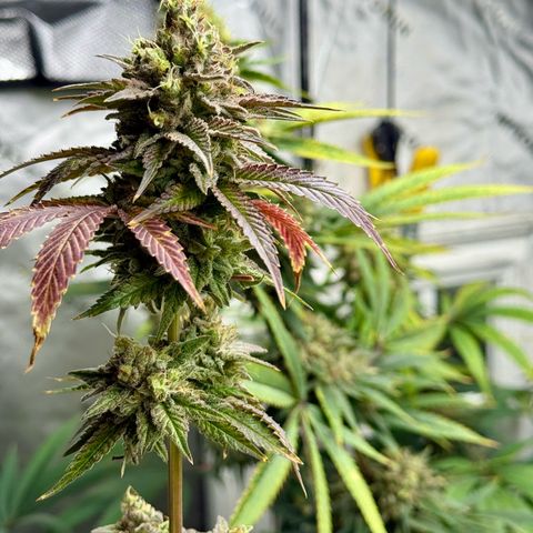 Black Jack growlog timeline photo
