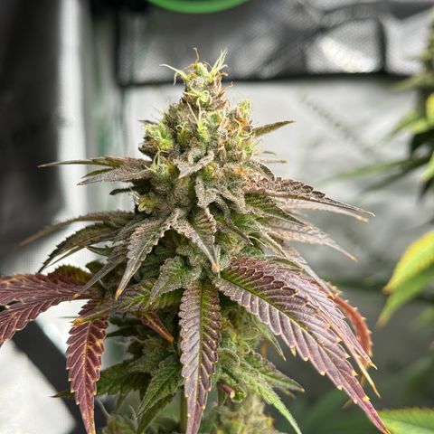 Black Jack growlog timeline photo
