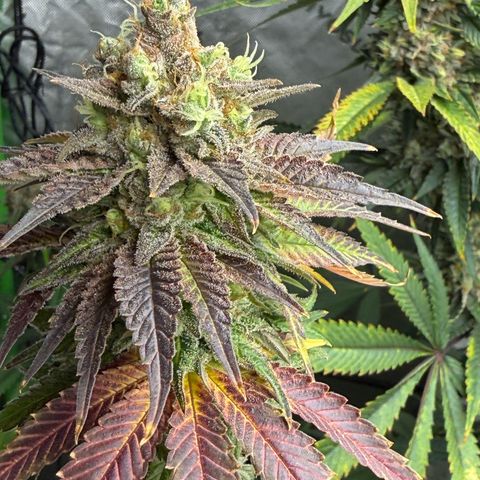 Black Jack growlog timeline photo