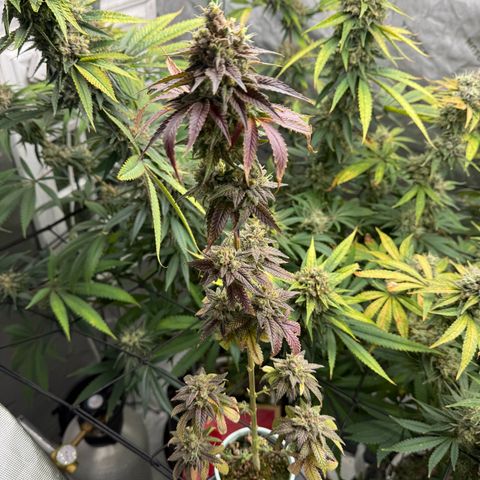 Black Jack growlog timeline photo