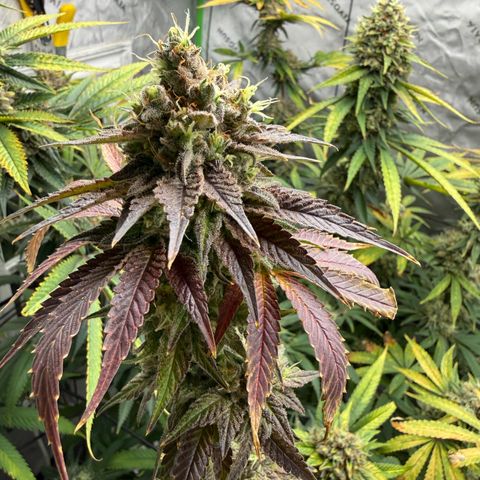 Black Jack growlog timeline photo