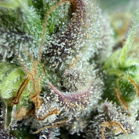 Black Jack growlog timeline photo