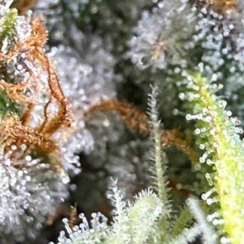 Black Jack growlog timeline photo