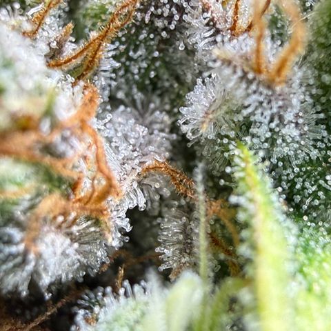 Black Jack growlog timeline photo