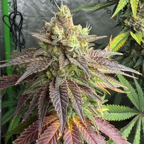 Black Jack growlog timeline photo
