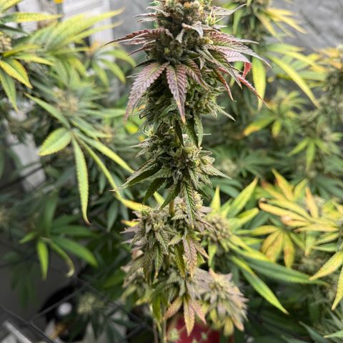 Black Jack growlog timeline photo