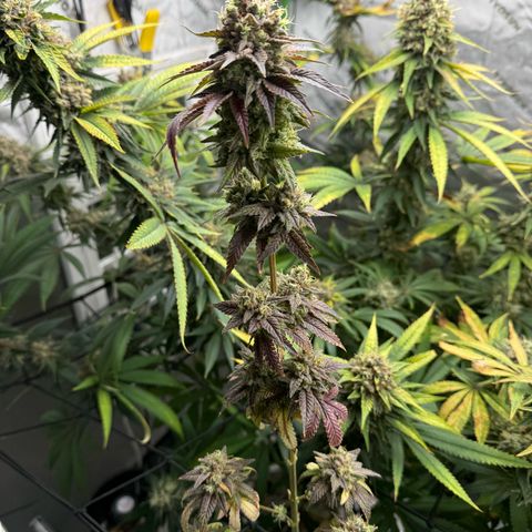 Black Jack growlog timeline photo