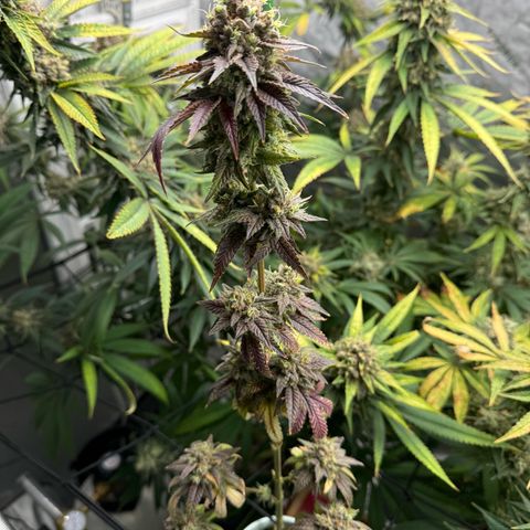 Black Jack growlog timeline photo