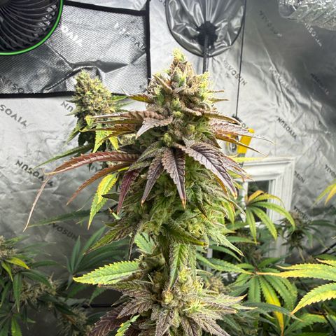 Black Jack growlog timeline photo