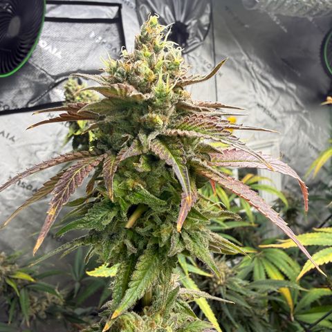 Black Jack growlog timeline photo