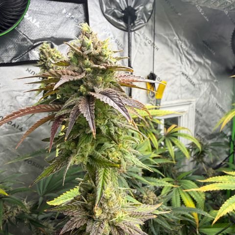 Black Jack growlog timeline photo