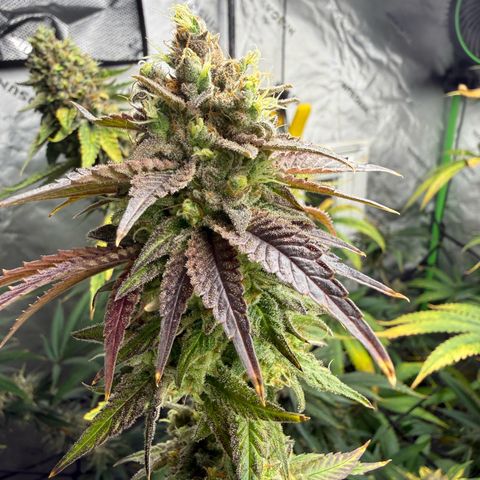 Black Jack growlog timeline photo
