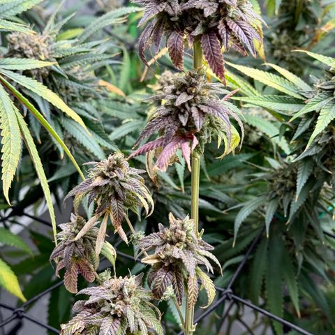 Black Jack growlog timeline photo