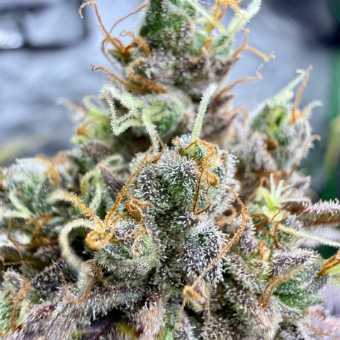 Black Jack growlog timeline photo