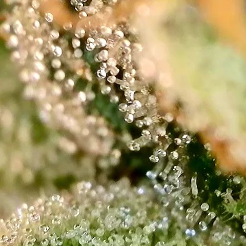 Black Jack growlog timeline photo