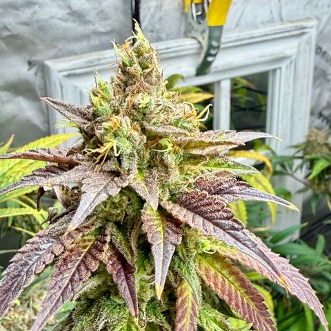 Black Jack growlog timeline photo