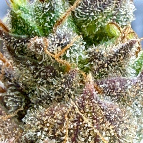 Black Jack growlog timeline photo