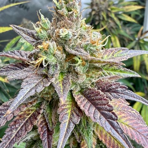Black Jack growlog timeline photo