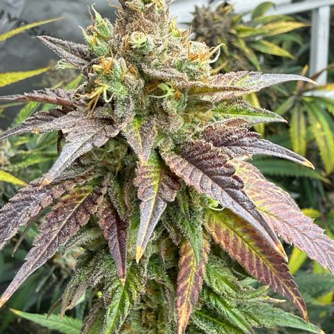 Black Jack growlog timeline photo