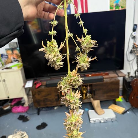 Black Jack growlog timeline photo
