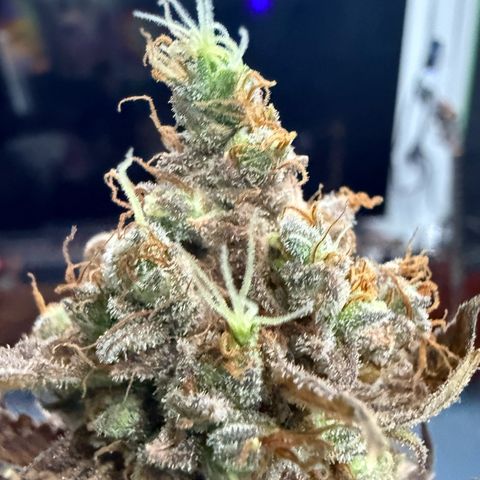 Black Jack growlog timeline photo