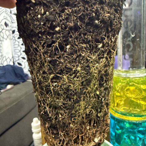 Black Jack growlog timeline photo