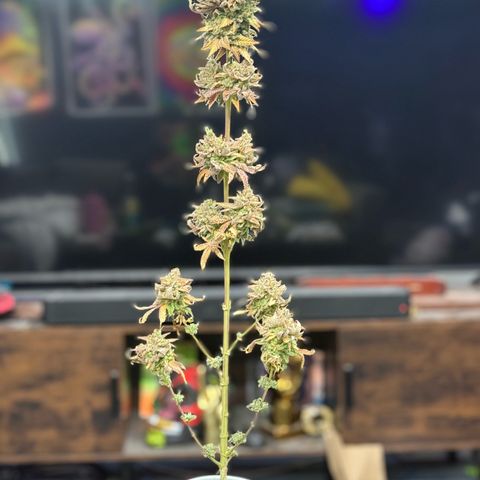 Black Jack growlog timeline photo