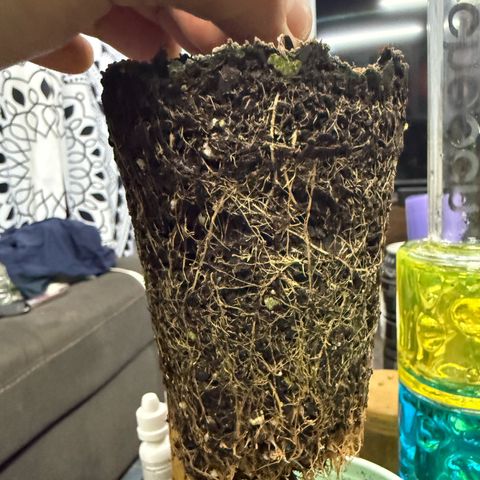 Black Jack growlog timeline photo