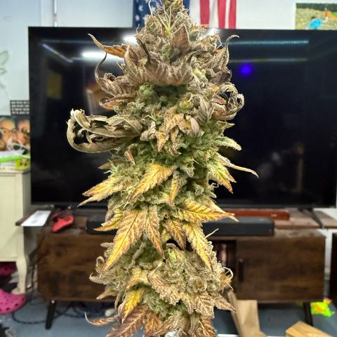 Black Jack growlog timeline photo