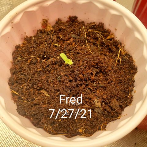 Barney growlog timeline photo