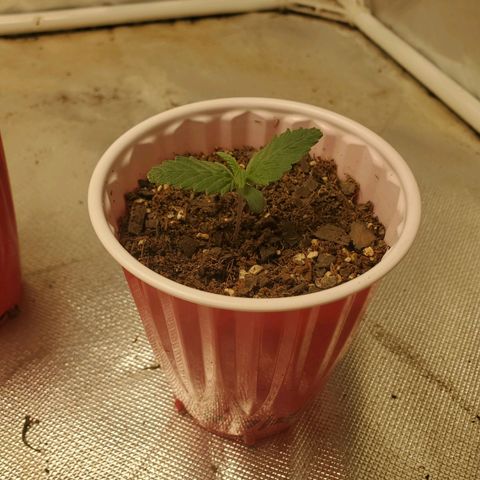 Barney growlog timeline photo