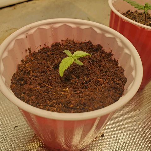 Barney growlog timeline photo