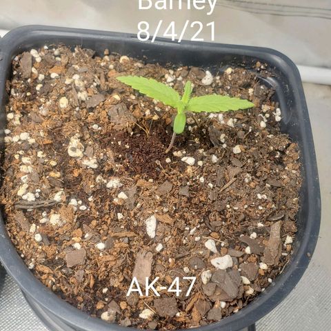 Barney growlog timeline photo