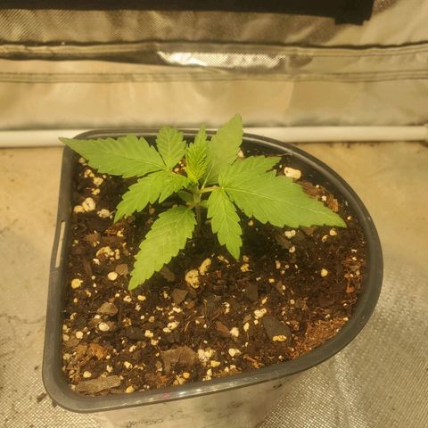 Barney growlog timeline photo