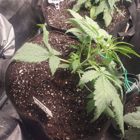 Barney growlog photo: Start LST