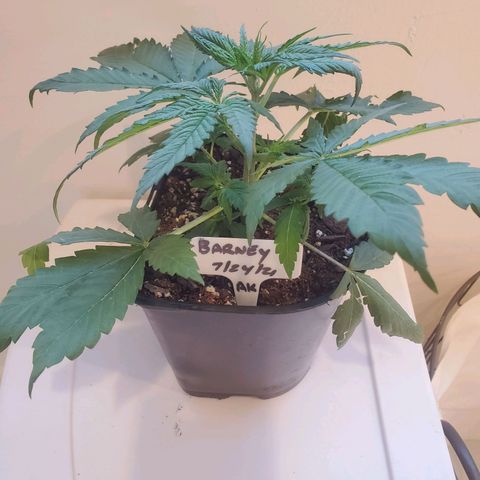 Barney growlog timeline photo