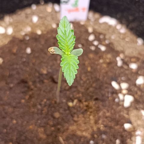 Purple Punch Autoflower growlog timeline photo