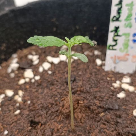 Purple Punch Autoflower growlog photo