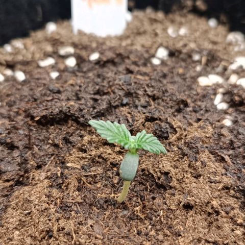 Purple Punch Autoflower growlog photo