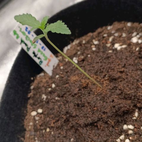 Purple Punch Autoflower growlog timeline photo