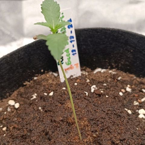 Purple Punch Autoflower growlog timeline photo
