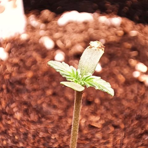 Purple Punch Autoflower growlog timeline photo