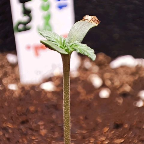 Purple Punch Autoflower growlog timeline photo