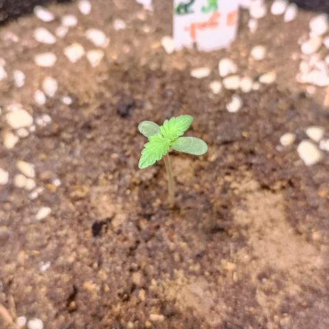 Purple Punch Autoflower growlog timeline photo