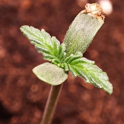 Purple Punch Autoflower growlog timeline photo