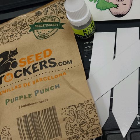 Purple Punch Autoflower growlog timeline photo